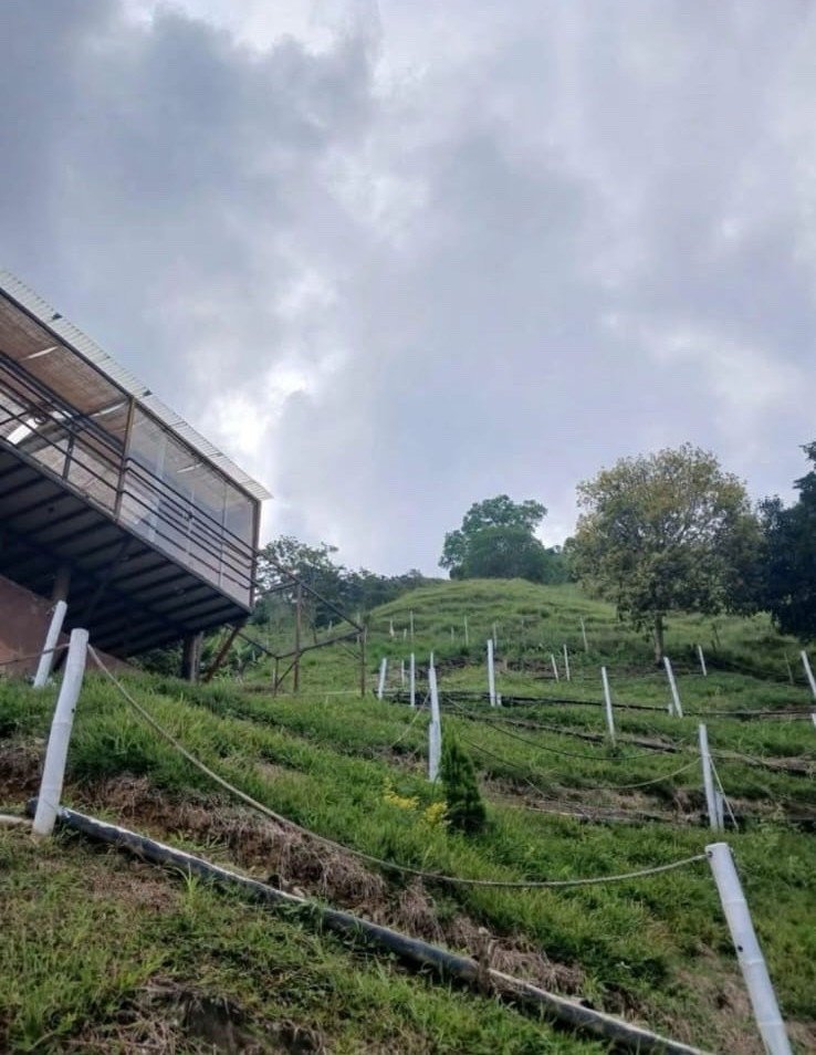 Finca En Venta En Vereda Portugal · Belalcázar