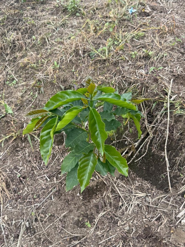 Finca En Venta En La India · Filandia